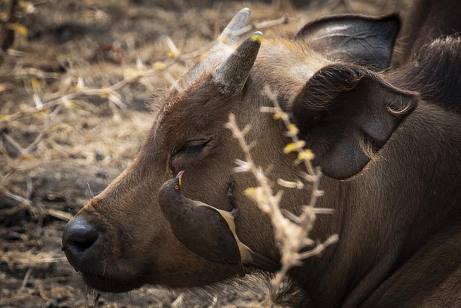 ¿Es Blue Buffalo un buen alimento para perros? Una revisión detallada